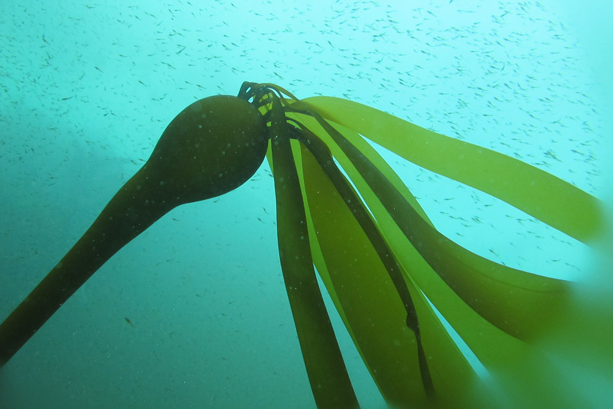 Bull Kelp, ODFW Marine Reserves