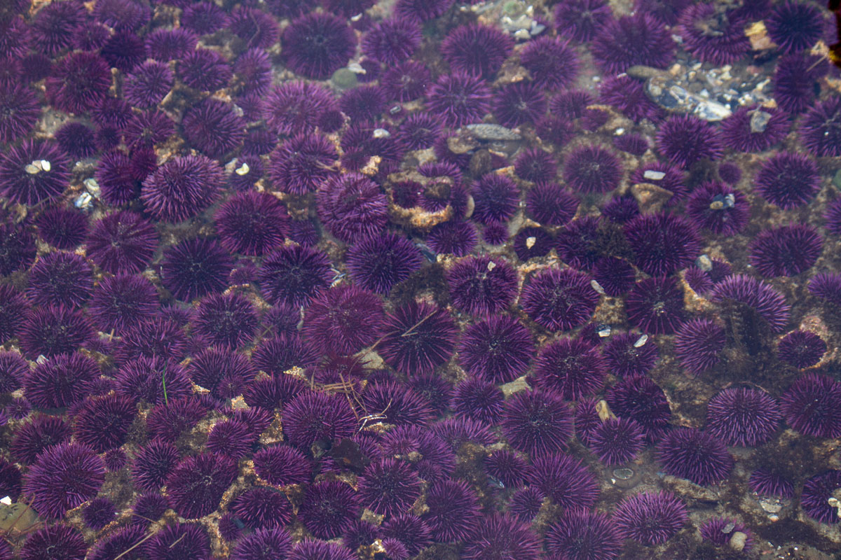 Urchin Barren, ODFW Marine Reserves