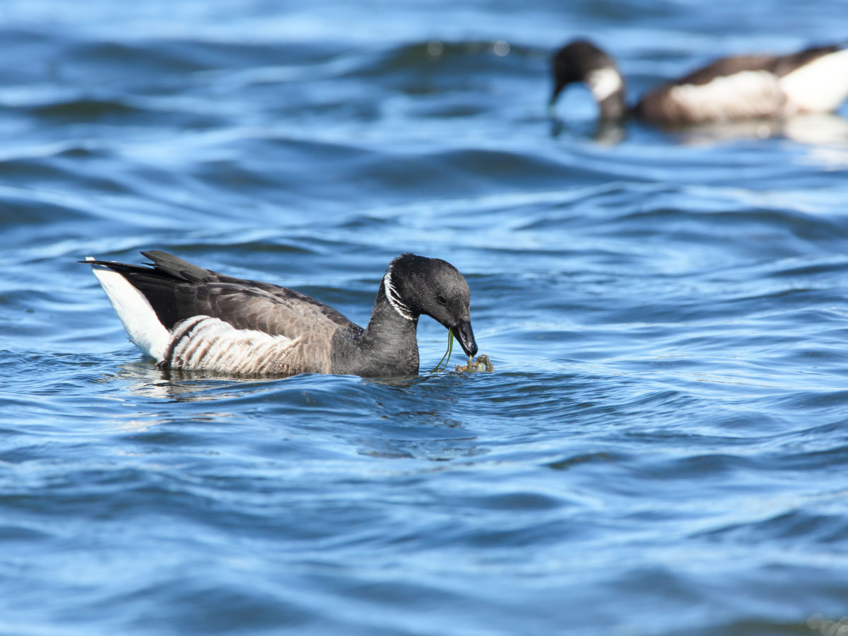 Black Brant feeding on eelgrass, Scott Carpenter